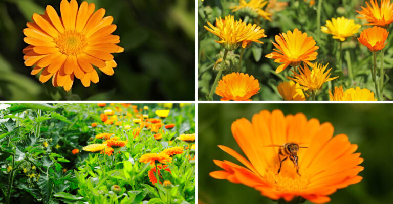 20 Reasons You Should Grow Calendula By Your Front Door