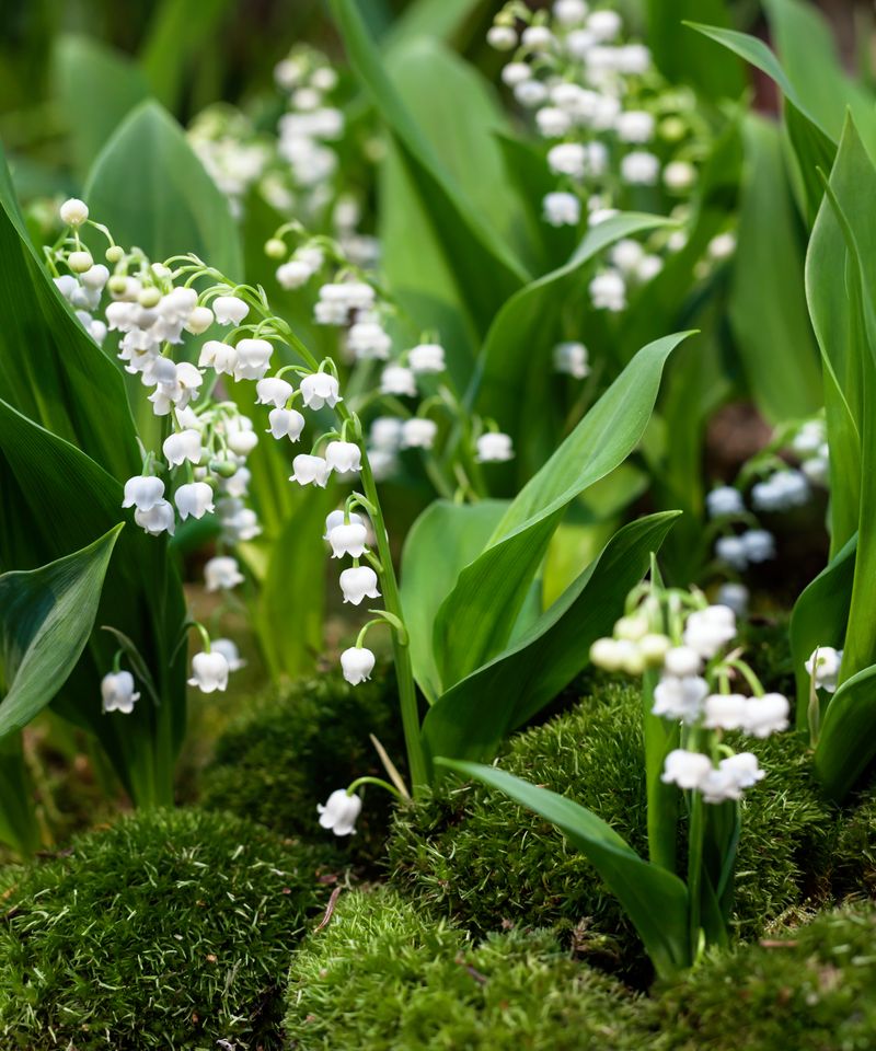 Lily of the Valley