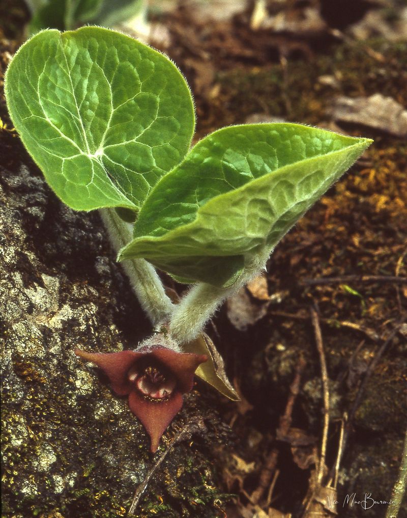 Wild Ginger (Asarum canadense)