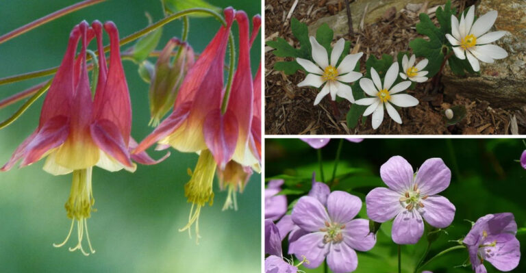20 Shade-Loving Native Annuals and Perennials for Virginia’s Capital Region