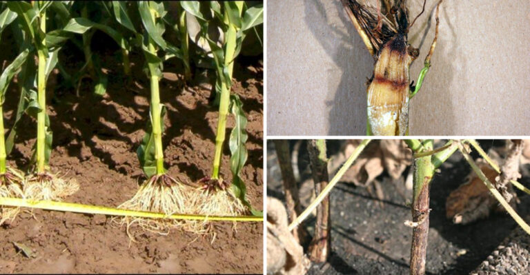 20 Signs That Your Corn Has Root Rot