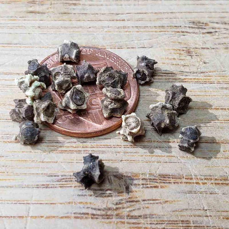 Select the Right Seeds