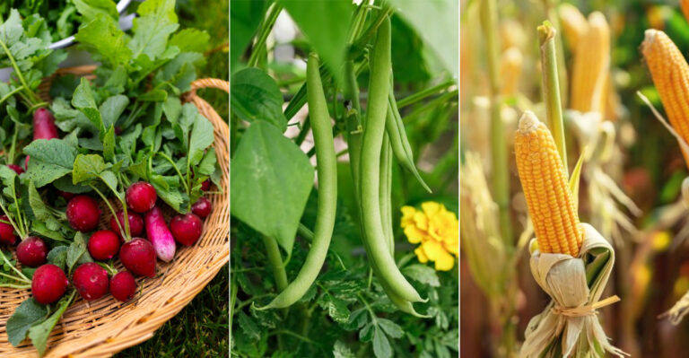 20 Vegetables I’d Always Grow No Matter What (And Why You Should Too)