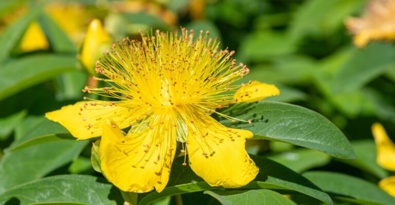 20 Yellow Flowers That Will Make Your Garden Shine Brighter Than the Morning Sun