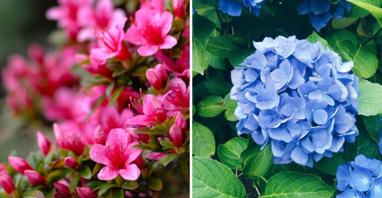 21 Acidic Plants That Will Absolutely Love Your Coffee Grounds