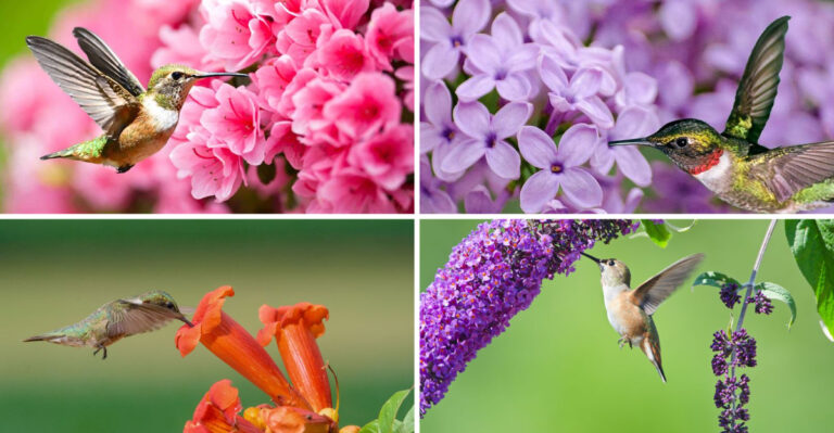 21 Flowering Shrubs Have One Secret – They Make Hummingbirds Stay Longer
