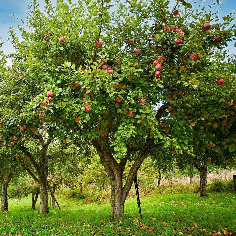 Apple Tree