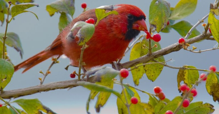 23 Cardinal Secrets That Turn Any Yard Into a Red Bird Paradise