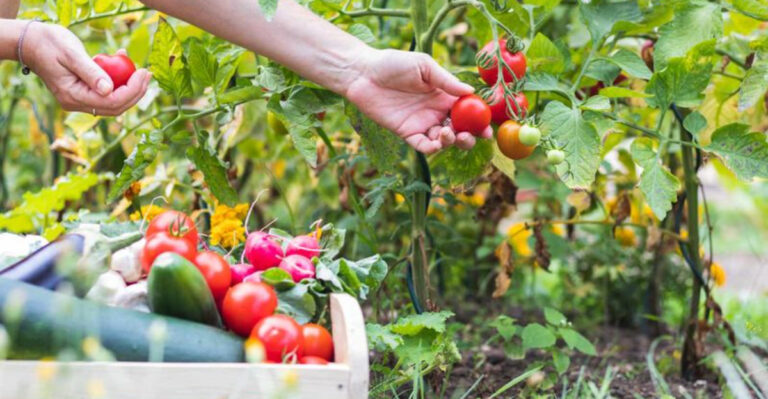 23 Essential June Garden Tasks to Save Your Summer Garden