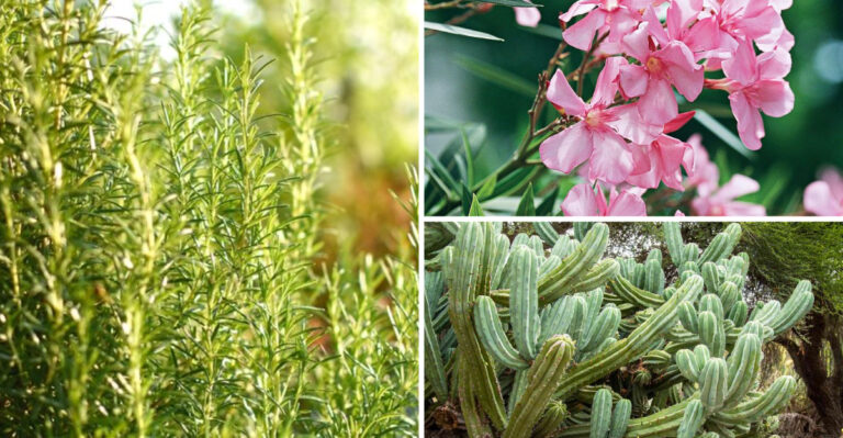 23 Sun-Loving Plants That Thrive in the Hottest Part of the Day