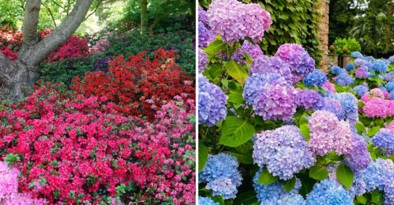 23 Top Shrubs To Plant This Spring (Plus A Few More For Year-Round Color And Interest)