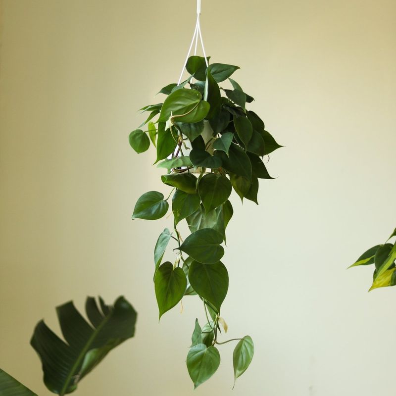 Heartleaf Philodendron
