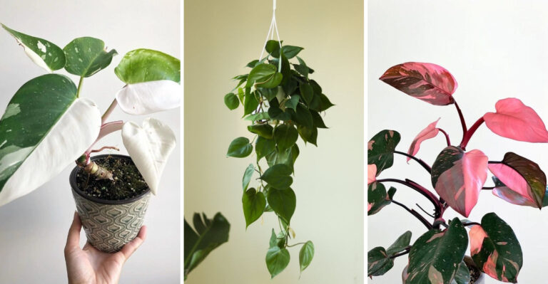 23 Types of Philodendron to Add Life to Your Home