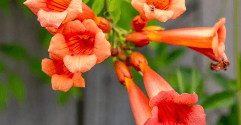 23 Vining Plants Revealed This Secret Before They Died