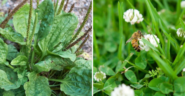 23 “Weeds” That You Actually Shouldn’t Remove
