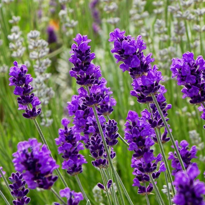 English Lavender