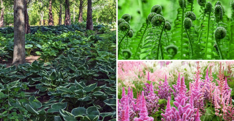 25 Best Plants to Grow in Shady Spots