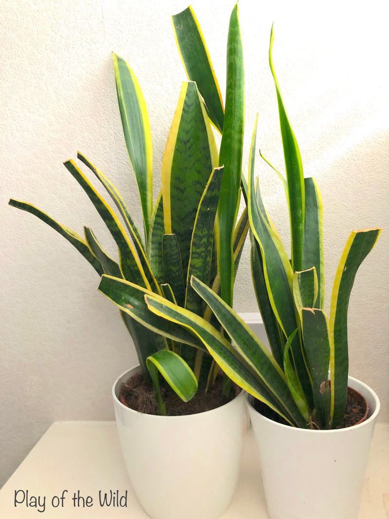 Snake Plant (Sansevieria)