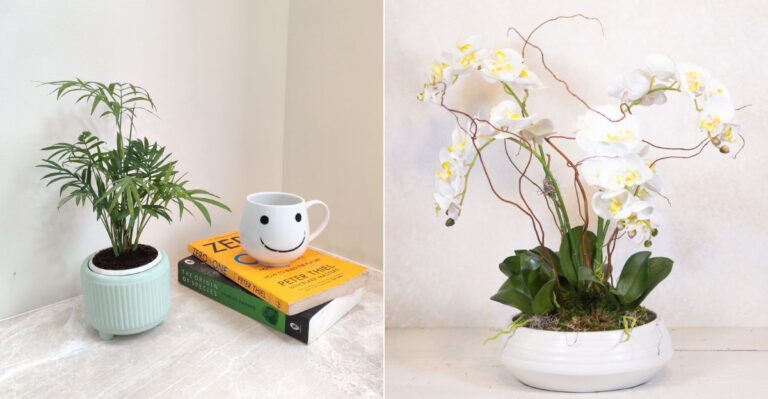 25 Classroom Plants That Work Wonders for Student Focus