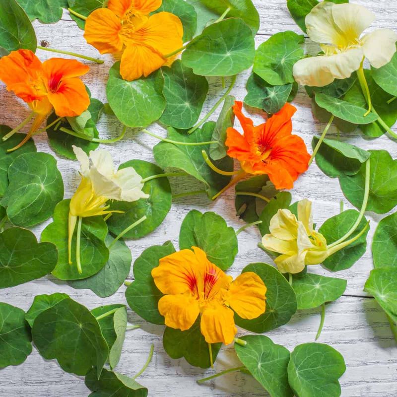 Nasturtium (Tropaeolum majus)