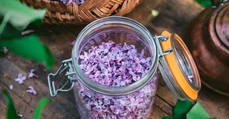 25 Edible Flowers You Can Grow in Containers (That Taste Amazing!)