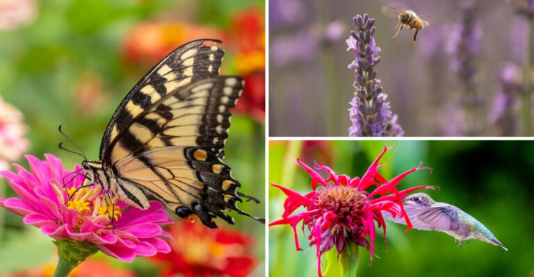 25 Flowers That Attract Bees, Butterflies, and Hummingbirds