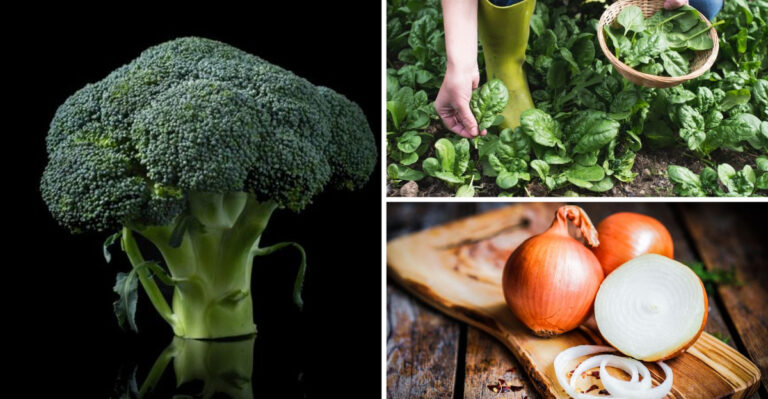 25 Garden Veggies That Boost Immunity (And the 7 That Don’t Do Much)