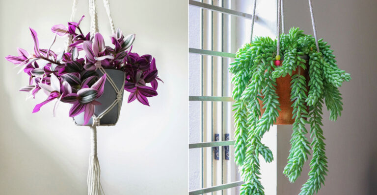 25 Hanging Houseplants That’ll Instantly Bring Your Space to Life
