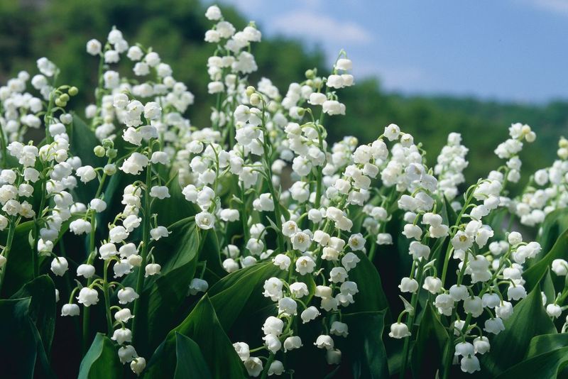 Lily of the Valley (Convallaria majalis)
