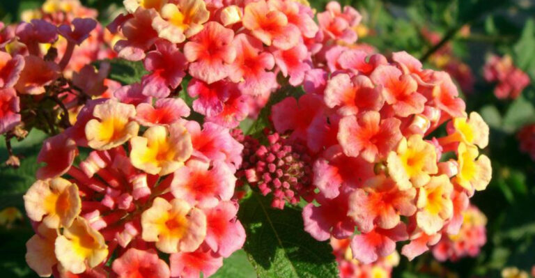25 Highly Poisonous Plants Hiding in Your Backyard, Experts Say