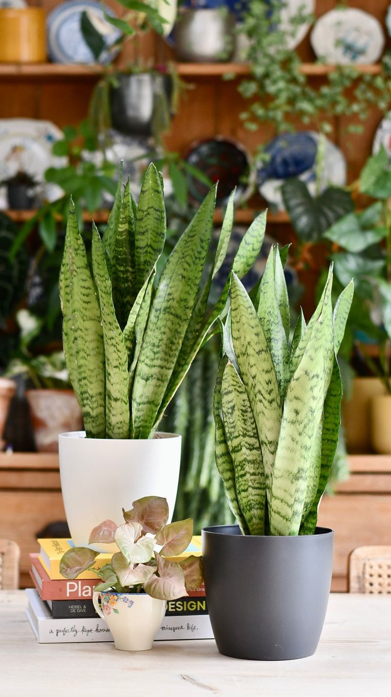 Snake Plant