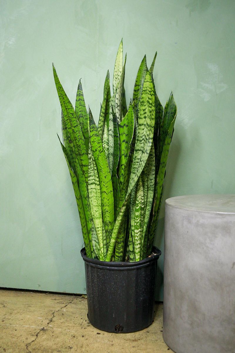 Snake Plant (Sansevieria)
