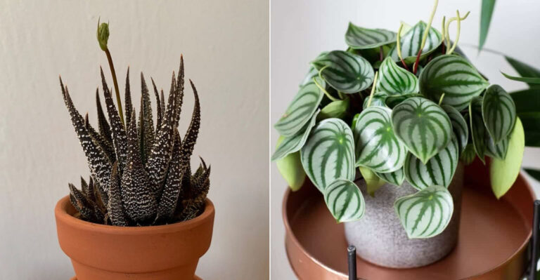 25 Plants That Thrive in Basements (Even Without Windows)