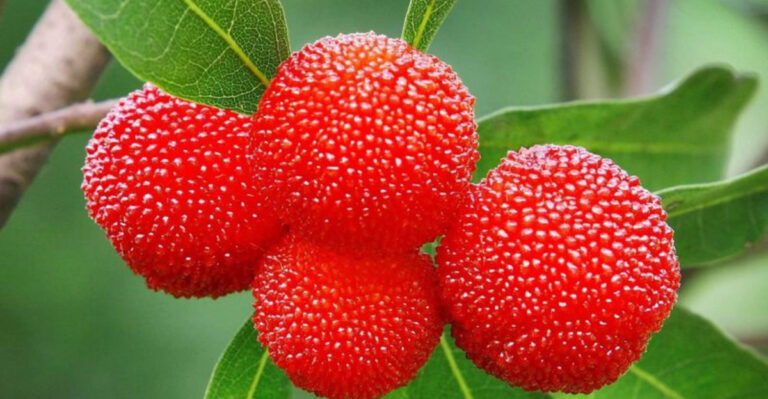 25 Red Berry Shrubs to Brighten Your Garden