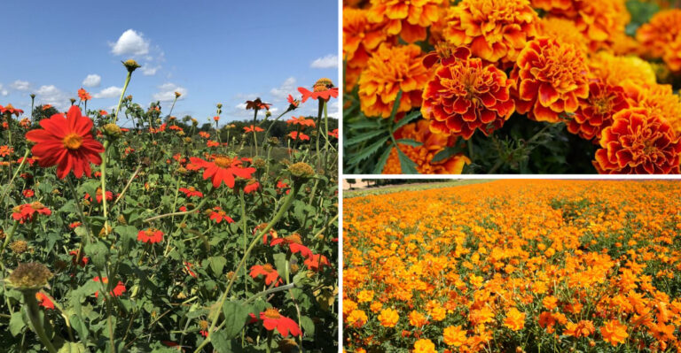 25 Show-Stopping Orange Blooms for Your Garden
