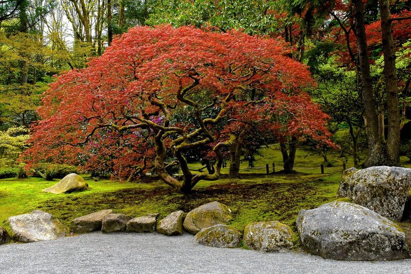 Japanese Maple