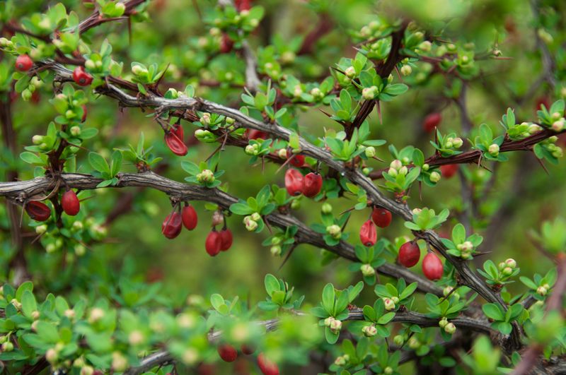 Japanese Barberry (Berberis thunbergii)