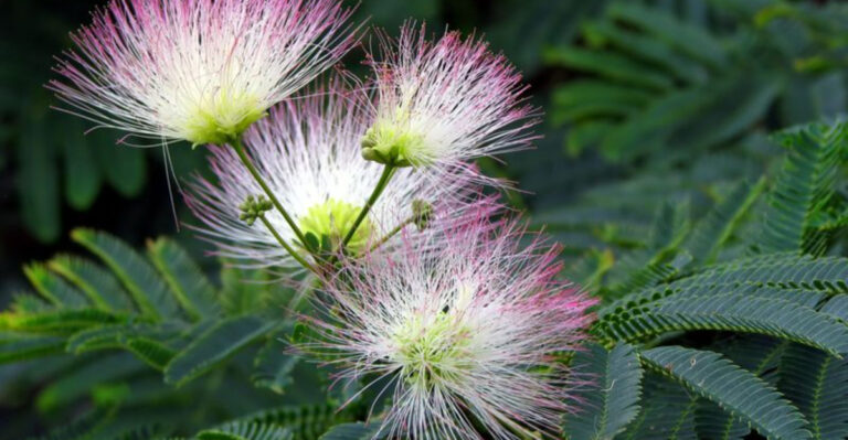 25 Spreading Shrubs You Don’t Want to Plant