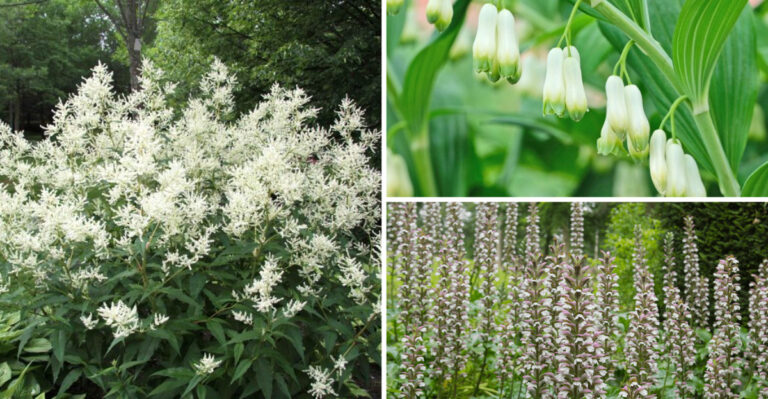 26 Unusual Tall Plants For Shady Gardens That A Horticulturalist Says We Should Be Using More