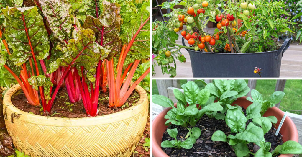 27 Productive Vegetables You Can Grow in Containers Anywhere