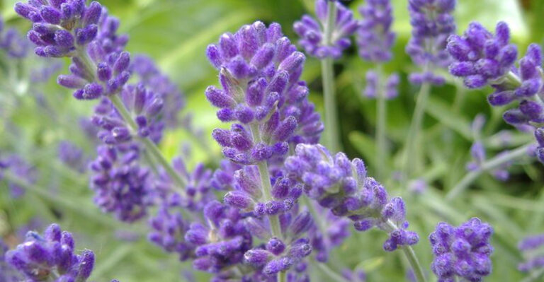 28 Tough Plants That Thrive Through June’s Wild Temperature Swings