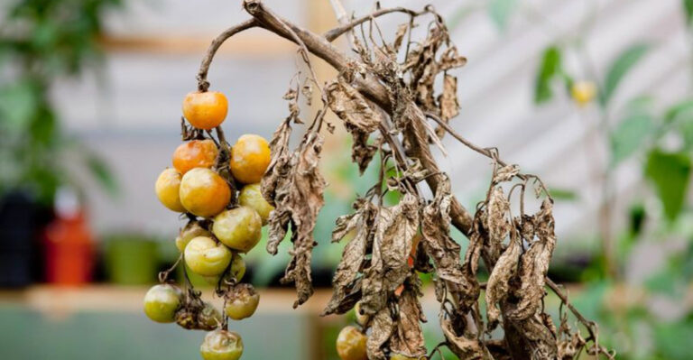3 Garden Scraps That Kill Tomatoes — Plus 15 That Make Them Thrive