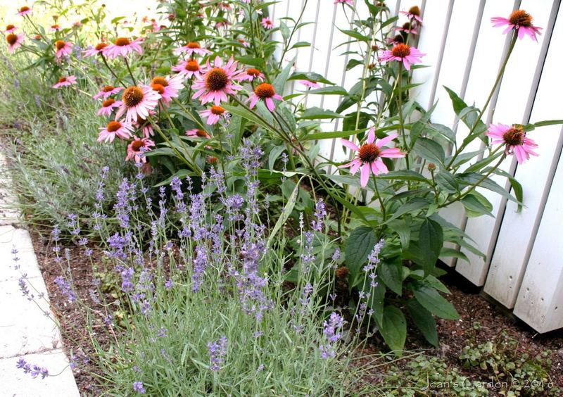 4. Echinacea (Coneflower)