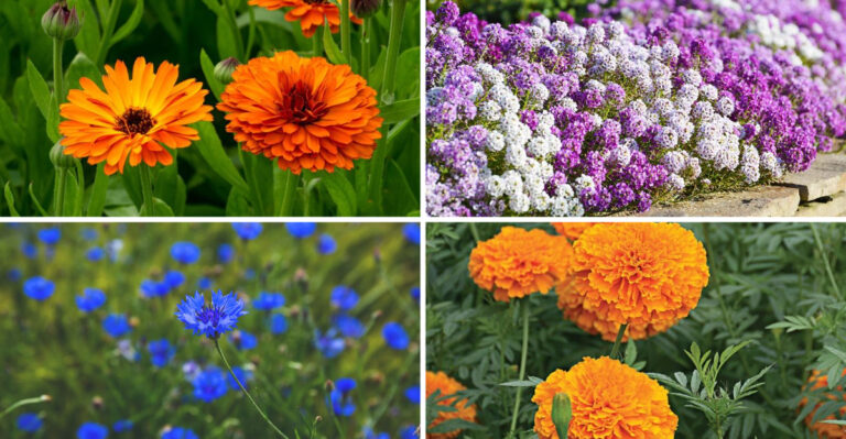 30 Cottage Garden Annuals That Self-Sow Beautifully