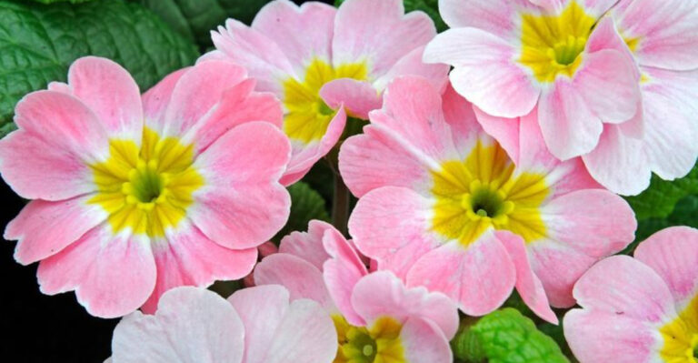 30 Flowering Plants That Defy Winter — The Secret Most Gardeners Miss