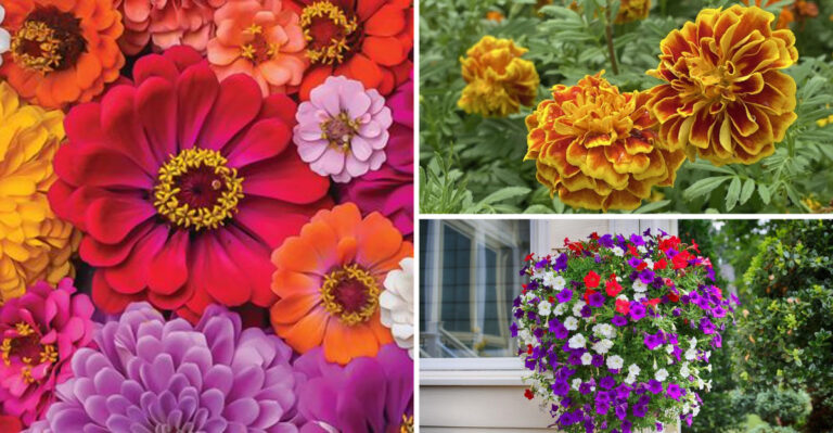 30 Flowers That Bloom All Summer — With Zero Fuss
