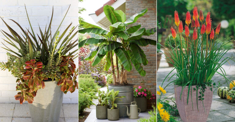 30 Must-Have Architectural Plants That Thrive in Containers