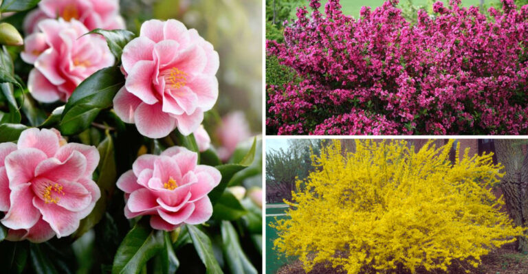 31 Flowering Shrubs Share One Secret – They Bloom All Spring Long