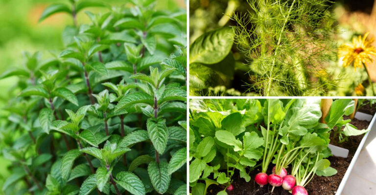 31 Plants That Transform Your Cucumber Garden Into a Thriving Paradise