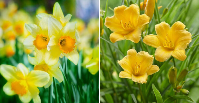 31 Stunning Yellow Perennials That Will Never Leave Your Garden Once Planted